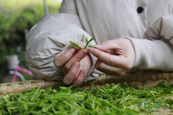 茶叶怎么加工，茶叶的制作六个过程(工序详解)