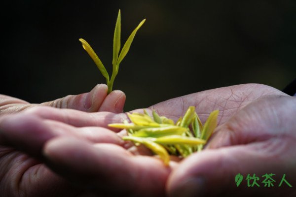 茶叶怎么加工，茶叶的制作六个过程(工序详解)